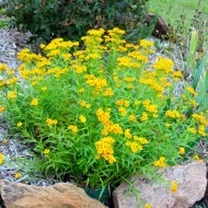 Tarhon Mexican-Tagetes Lucida - Img 4
