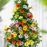 Thunbergia alata mix-Suzana cu ochi negrii - Img 2