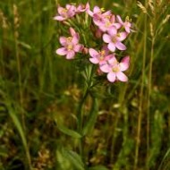 Tintaura-Centaurium erythraea