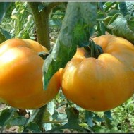 Tomate Ananas