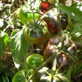 Tomate Black from Tula