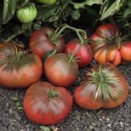 Tomate Brandywine Black