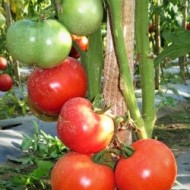 Tomate Buzau 22
