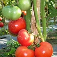 Tomate Buzau 22 - Img 3