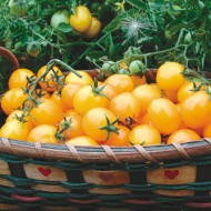 Tomate cherry Gold Nugget