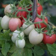 Tomate cherry Pink Thai Egg - Img 3