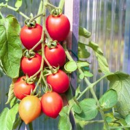 Tomate cherry Principe Borghese