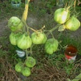 Tomate Coeur d'Albenga - Img 4