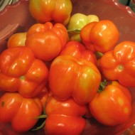 Tomate Gogosar