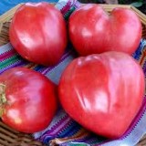 Tomate Inima de bou