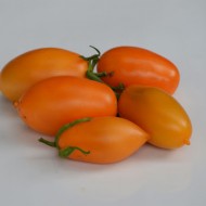 Tomate Orange Icicle