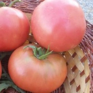 Tomate Rozov Blyan - Img 3