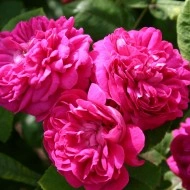 Trandafir de dulceata Rose de Rescht