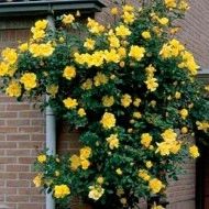 Trandafir Golden Showers - Img 3