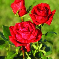 Trandafir Red Intuition