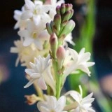 Tuberoze-Polianthes tuberosa - Img 1