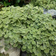 Unguras-Marrubium vulgare