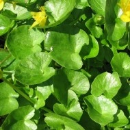 Untisor-Ficaria Verna - Img 1