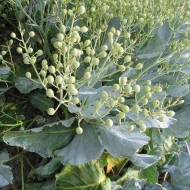 Varza de mare-Crambe maritima - Img 2