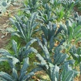 Varza kale Nero di Toscana - Img 3