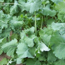 Varza Siberian Kale - Img 4