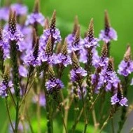Verbena Hastata Blue Vervain