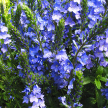 Veronica Teucrium Royal Blue