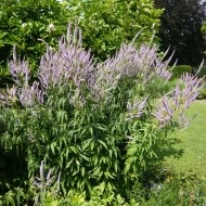 Veronicastrum virginicum - Img 6