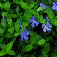 Vinca Minor-Saschiul