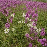 Vindecea-Stachys officinalis