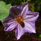 Vinete Black Beauty