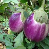 Vinete Rotonda Bianca Sfumata Di Rosa - Img 2