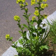 Winter Cress-Barbarea Vulgaris - Img 6