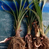 Yucca filamentosa - Img 2