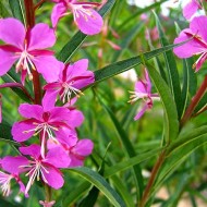 Zburatoarea-Epilobium angustifolium