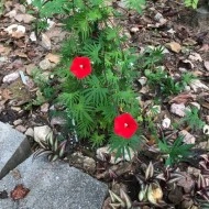 Zorele-Ipomoea Multifida Cardianal Climber Red - Img 3