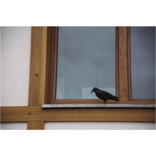Sperietoare de păsări corb - Img 3