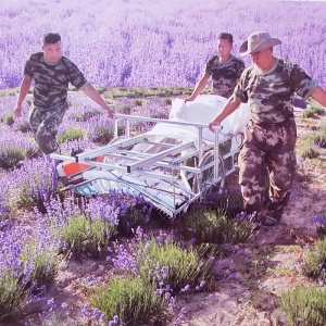 Masina de recoltat lavanda - Img 2