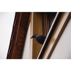 Sperietoare de păsări corb - Img 2