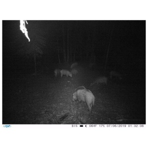Camera vanatoare PNI Hunting 400C 12MP cu Internet 4G LTE, GPS, transmite simultan video si foto pe telefon, 4 email-uri, FTP, full HD 1080P, Night Vision, 57 LED-uri invizibile pentru animale - Img 3