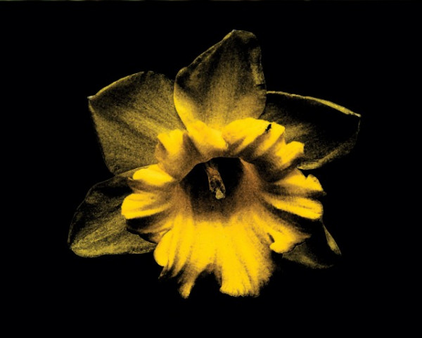 Tablou Canvas - Floare 04