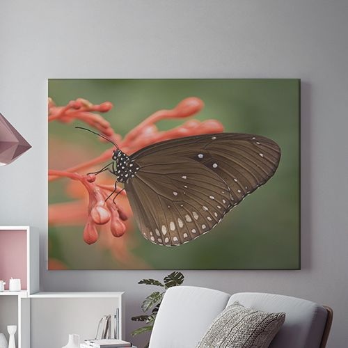 Tablou Canvas Fluture Negru Pe Floare