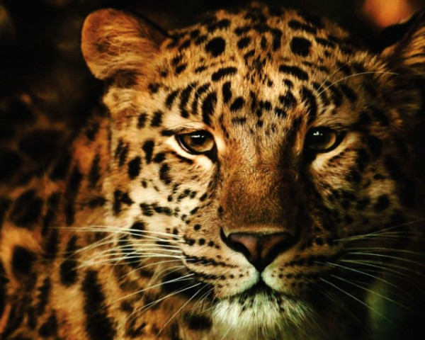 Tablou Canvas - Leopard 01
