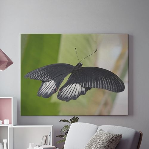 Tablou Canvas Fluture Negru