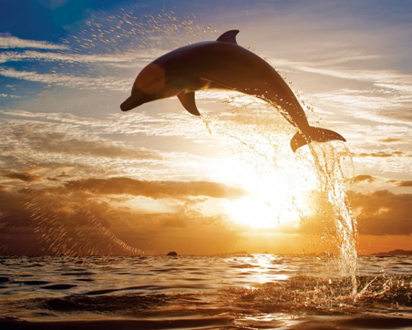 Tablou Canvas - Delfin In Apa