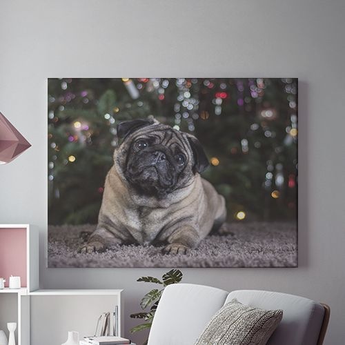 Tablou Canvas Curious Puppy