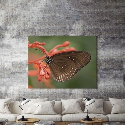 Tablou Canvas Fluture Negru Pe Floare - Img 4