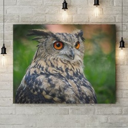 Tablou Canvas Grey Owl - Img 3