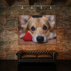 Tablou Canvas Lovely Corgi - Img 2