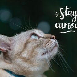 Tablou Motivational - Stay Curious - Img 4